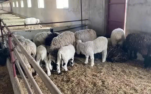 [图]小伙心急办坏事，外地买羊还没到家羊接连生产，单纯想法代价太大