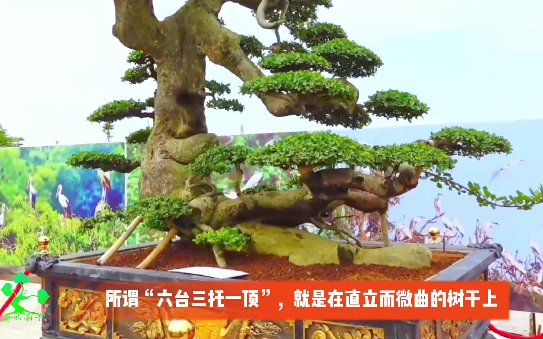 "六台三托一顶"苏派盆景很有艺术特色,细腻,精致,典雅,绮丽