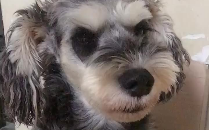 雪瑞拉虽然不会说话,它却用眼神表达,这只狗太聪明了