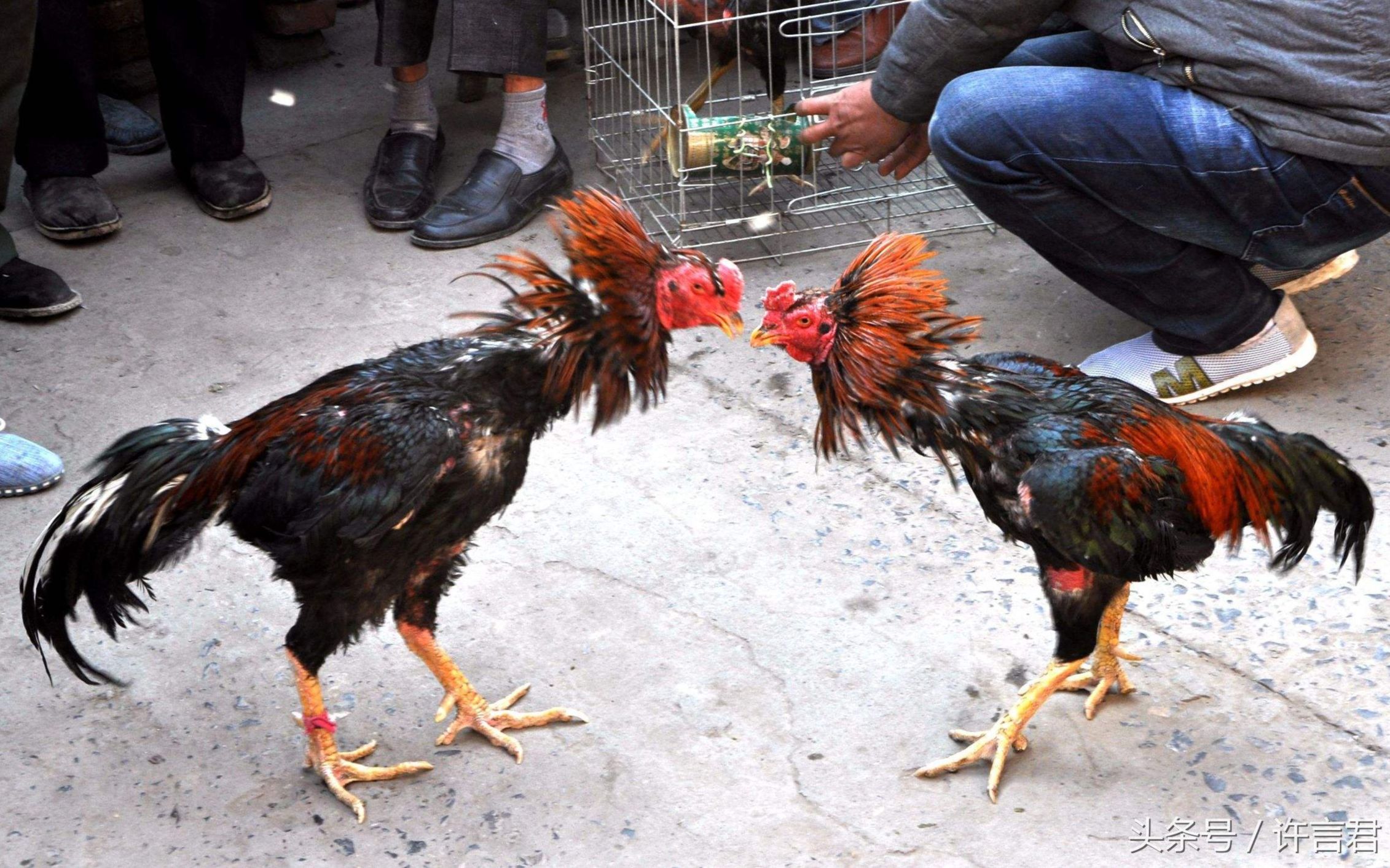 星际2虚空之遗菜鸡互啄日常0721