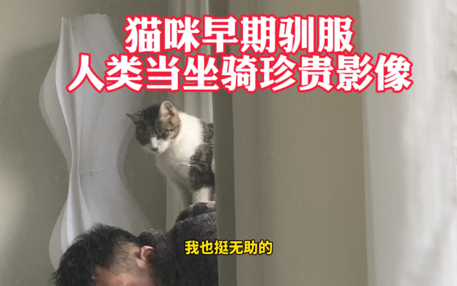 猫咪喜欢拿人类当坐骑这件事哔哩哔哩bilibili