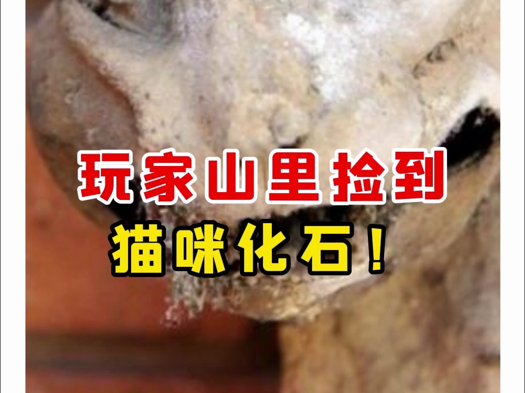 玩家山里捡到猫咪化石!【微拍堂】