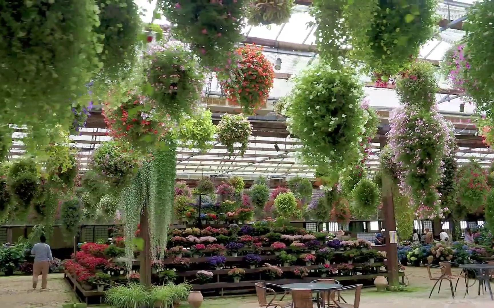 [图]绿植花卉 日本绣球花园