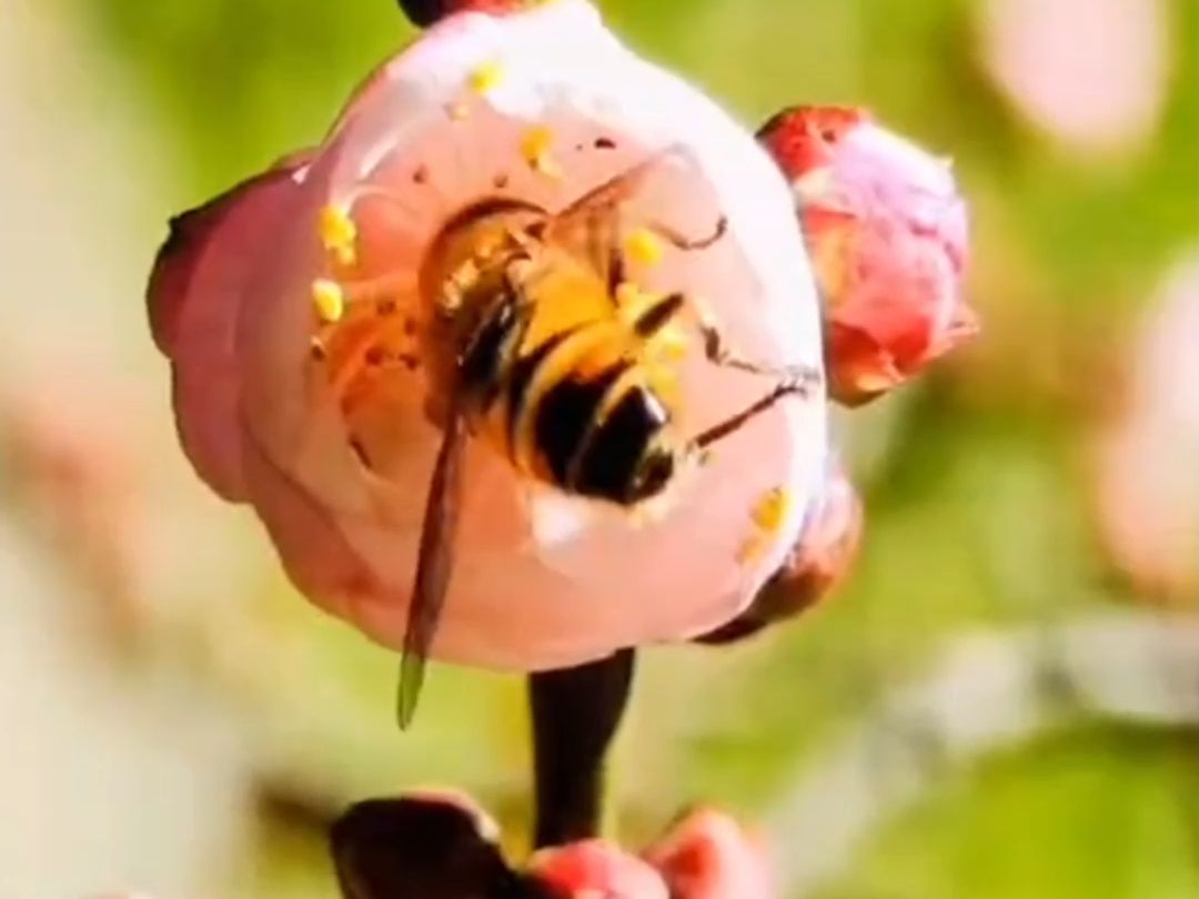 又是一季梅花香,昆明黑龍潭公園的臘梅悄然綻放,一起去賞梅吧