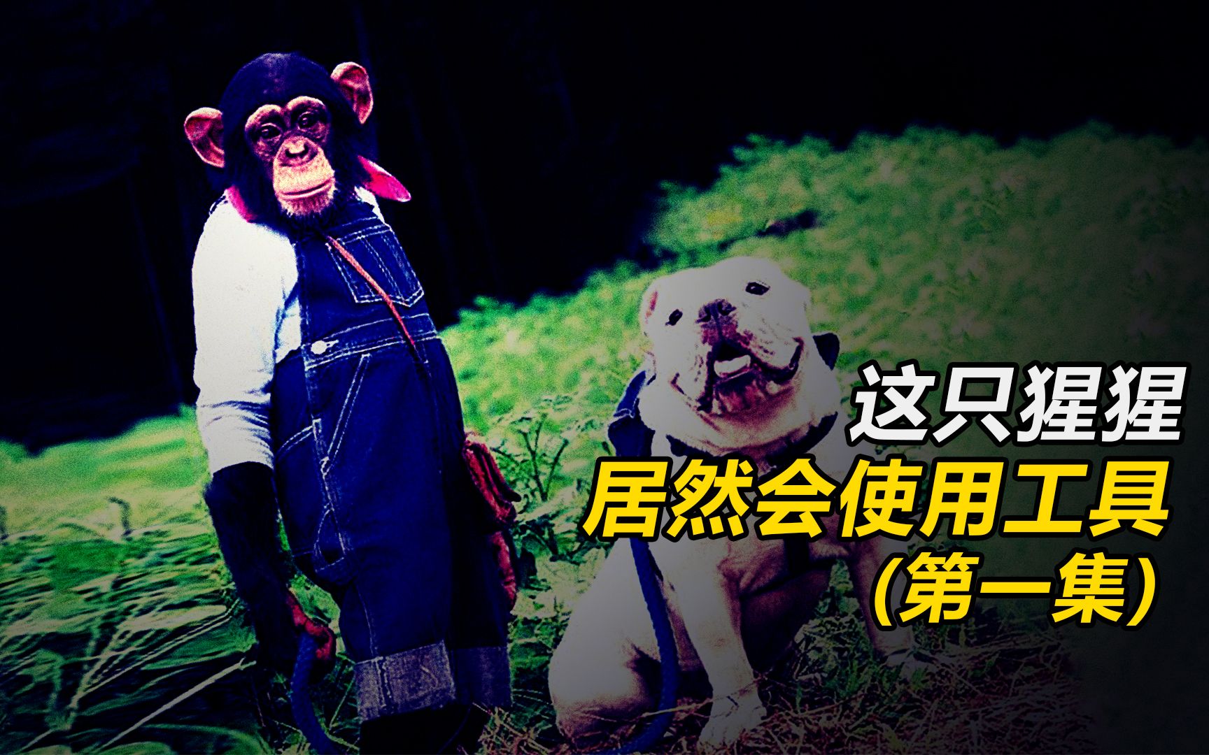 《狗狗猩猩大冒险》