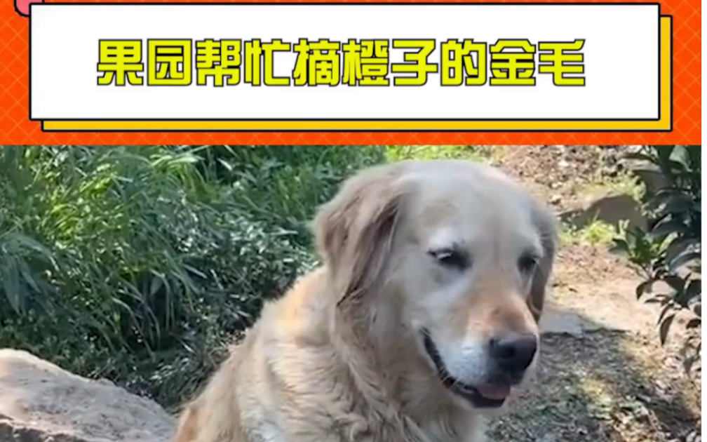 果园帮忙摘橙子的金毛 毛毛小犬工可爱鼠了(cr:@我是拉不拉金 )哔哩哔哩bilibili