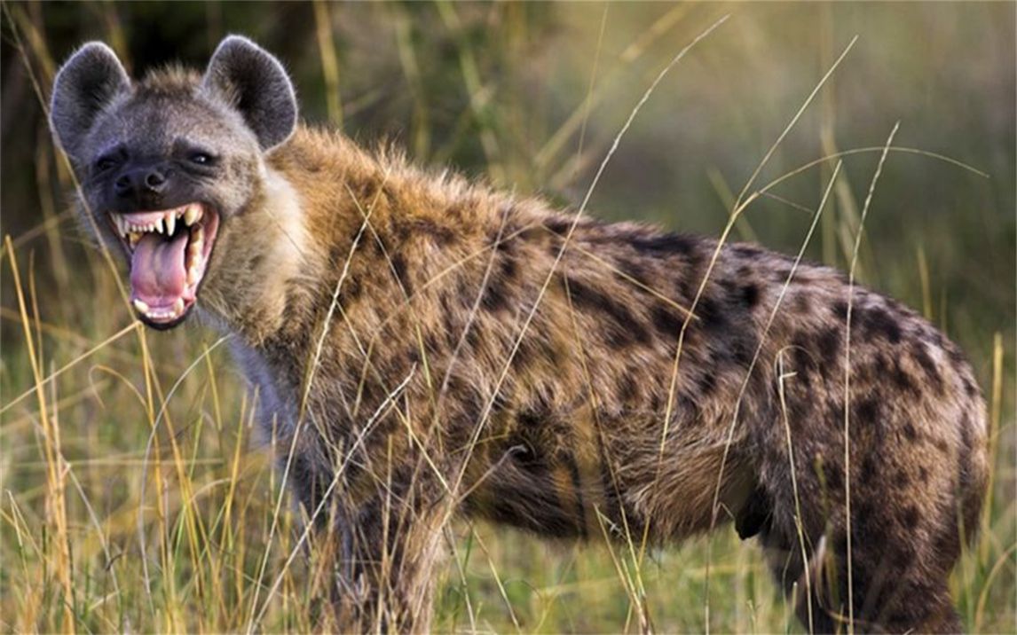 敢和豹子抢食物的鬣狗,却是欺软怕硬的主,网友:一物降一物