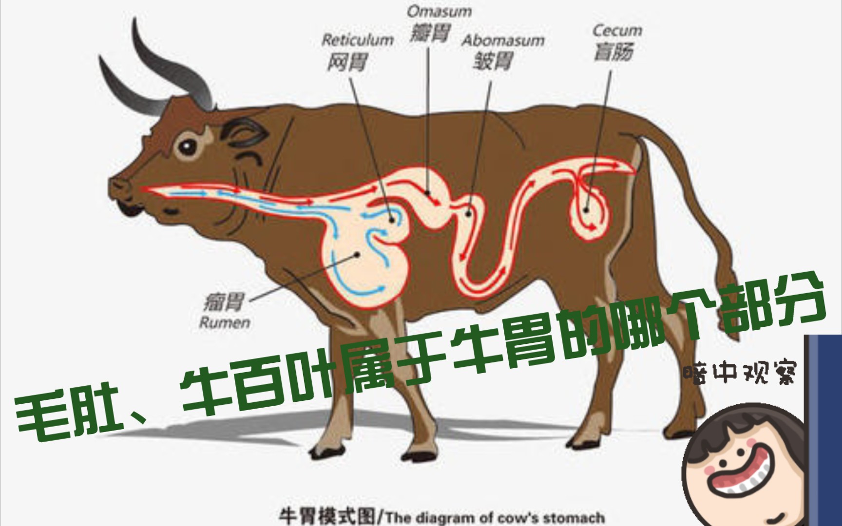 我们吃的毛肚、牛百叶到底是牛的哪个部分,你们知道吗?哔哩哔哩bilibili