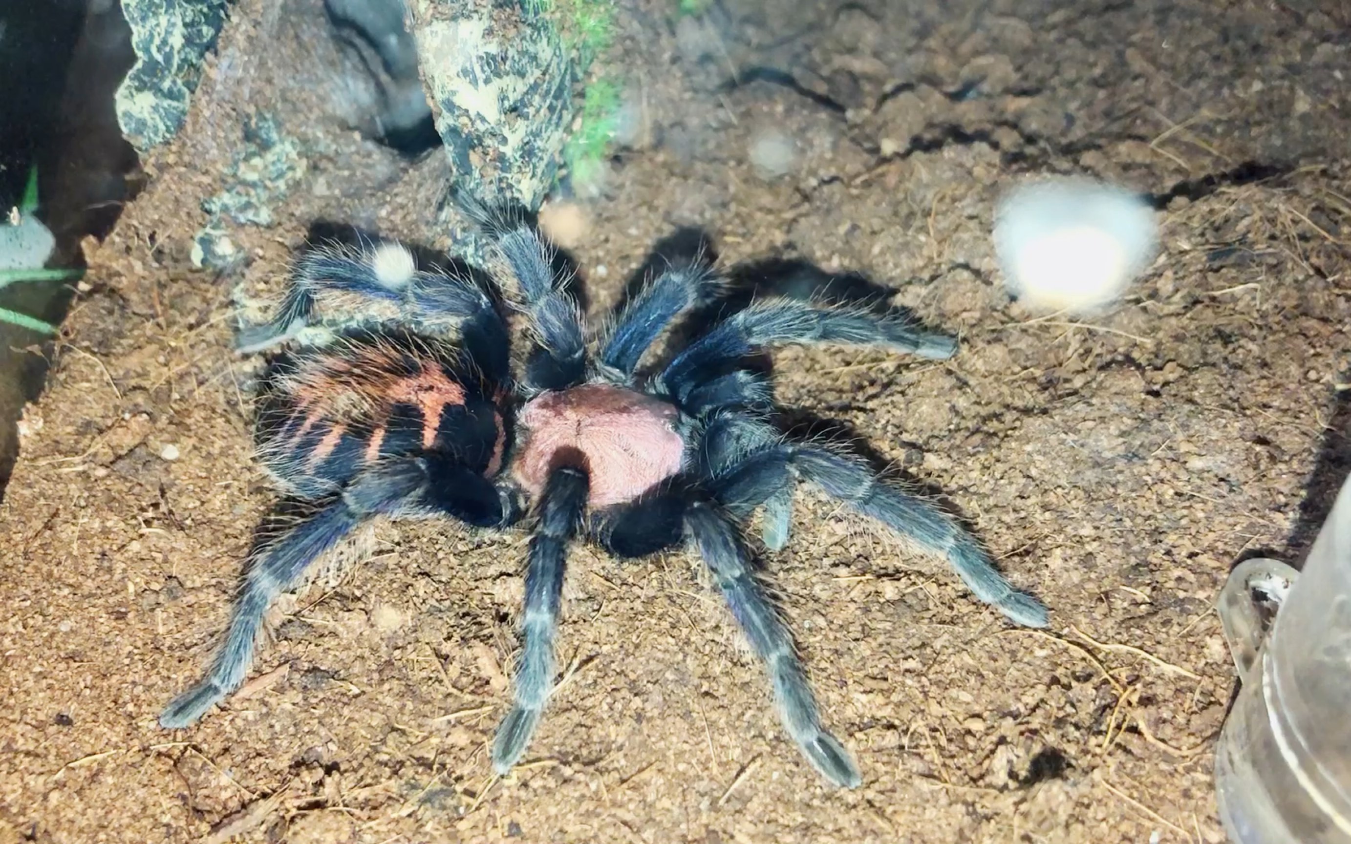 哥斯达黎加老虎尾~腿不如树栖的粗