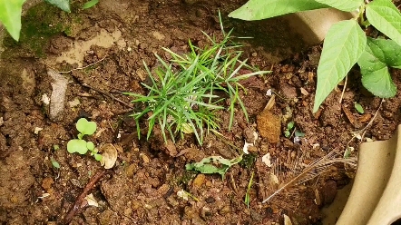 35℃ 阳光很好,还可以听到风吹树叶的声音,籽播的狐尾天门冬四个月啦