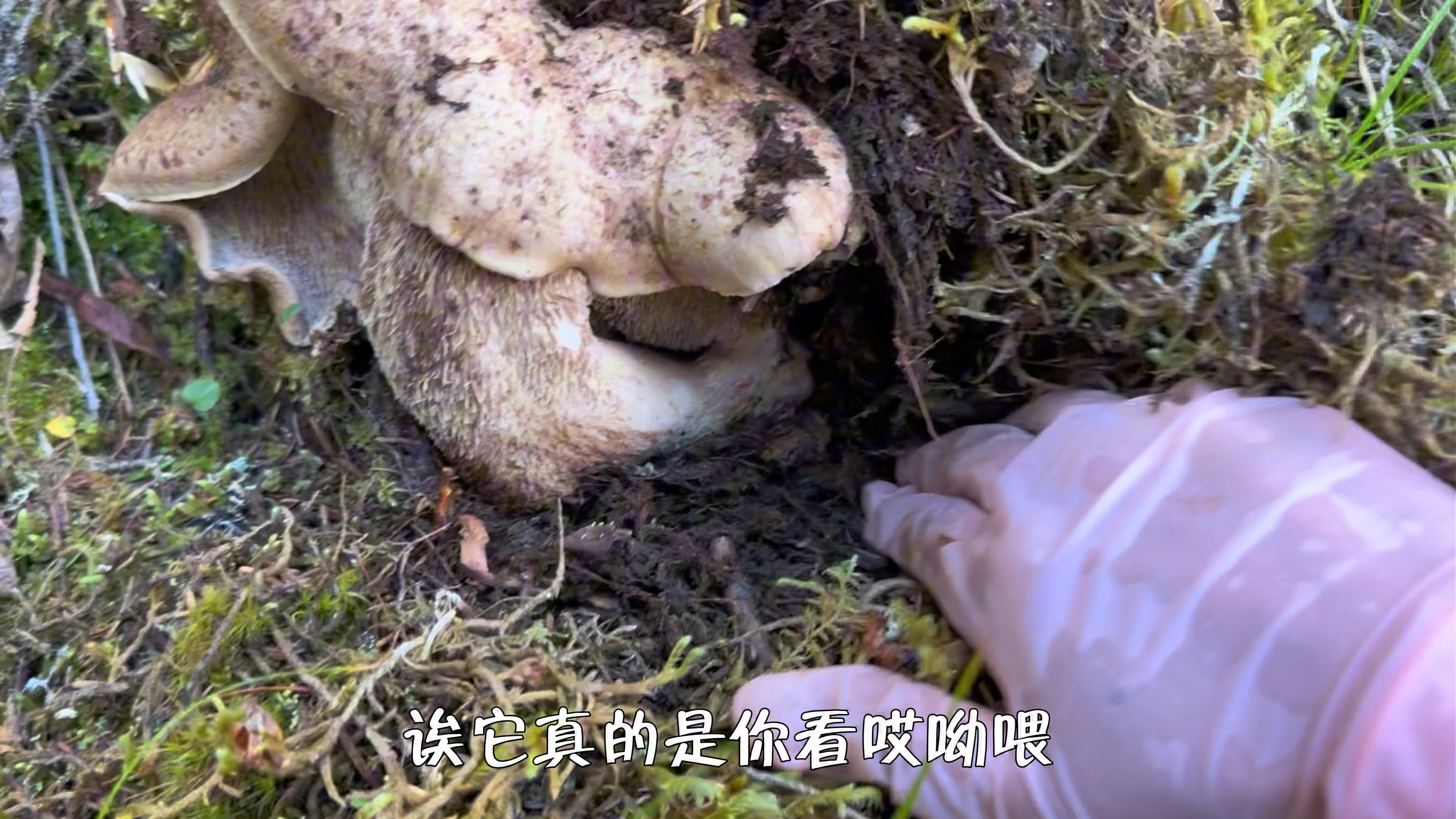 爬山9小时，看看能捡多少蘑菇