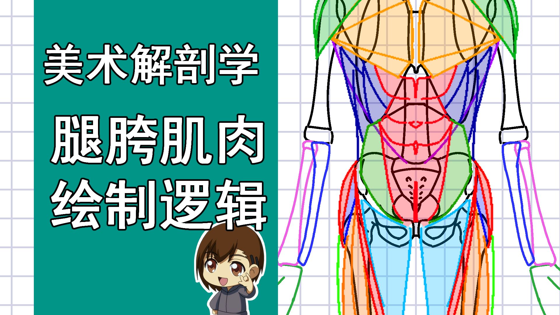 美术解剖学-62-腿胯连接肌肉绘制逻辑
