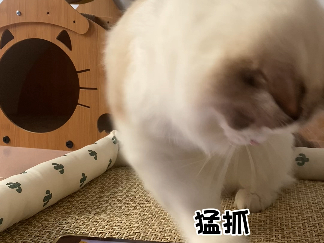 猫咪玩游戏上线哔哩哔哩bilibili