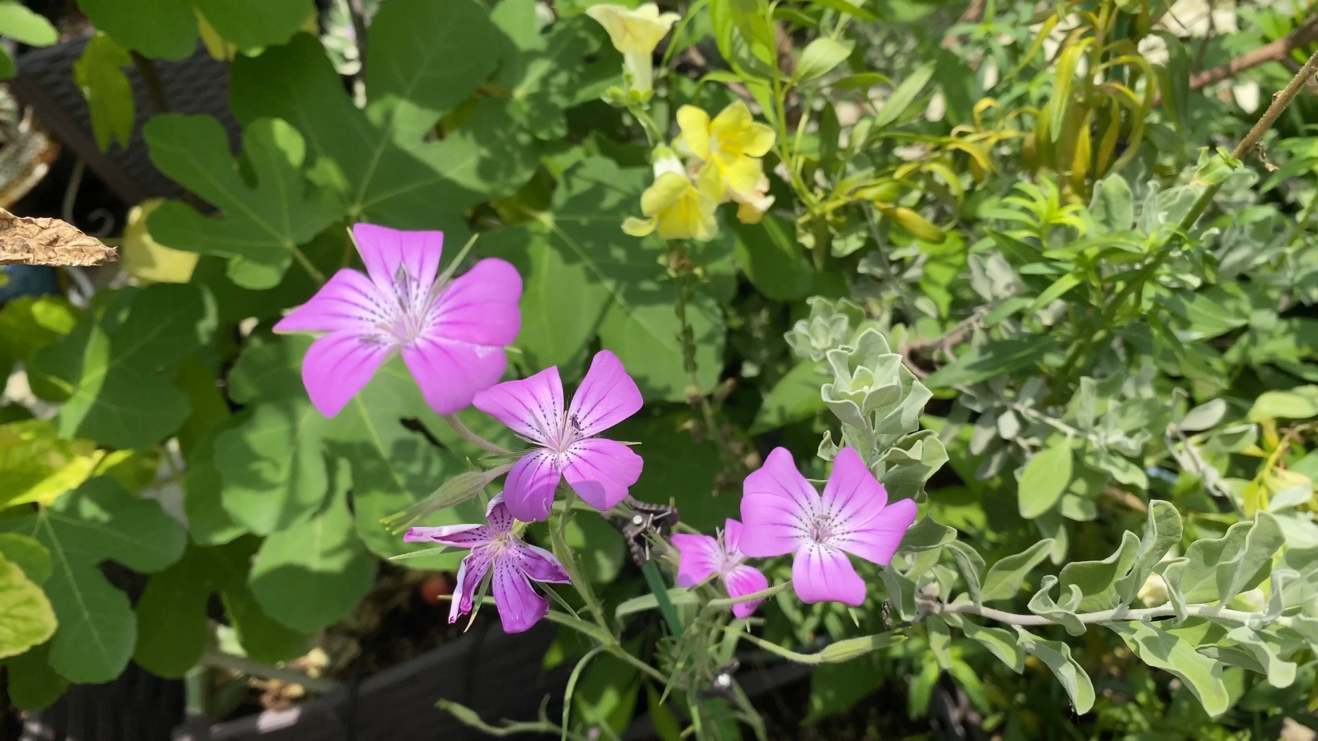 自己播种的大花麦仙翁,粉色大花.