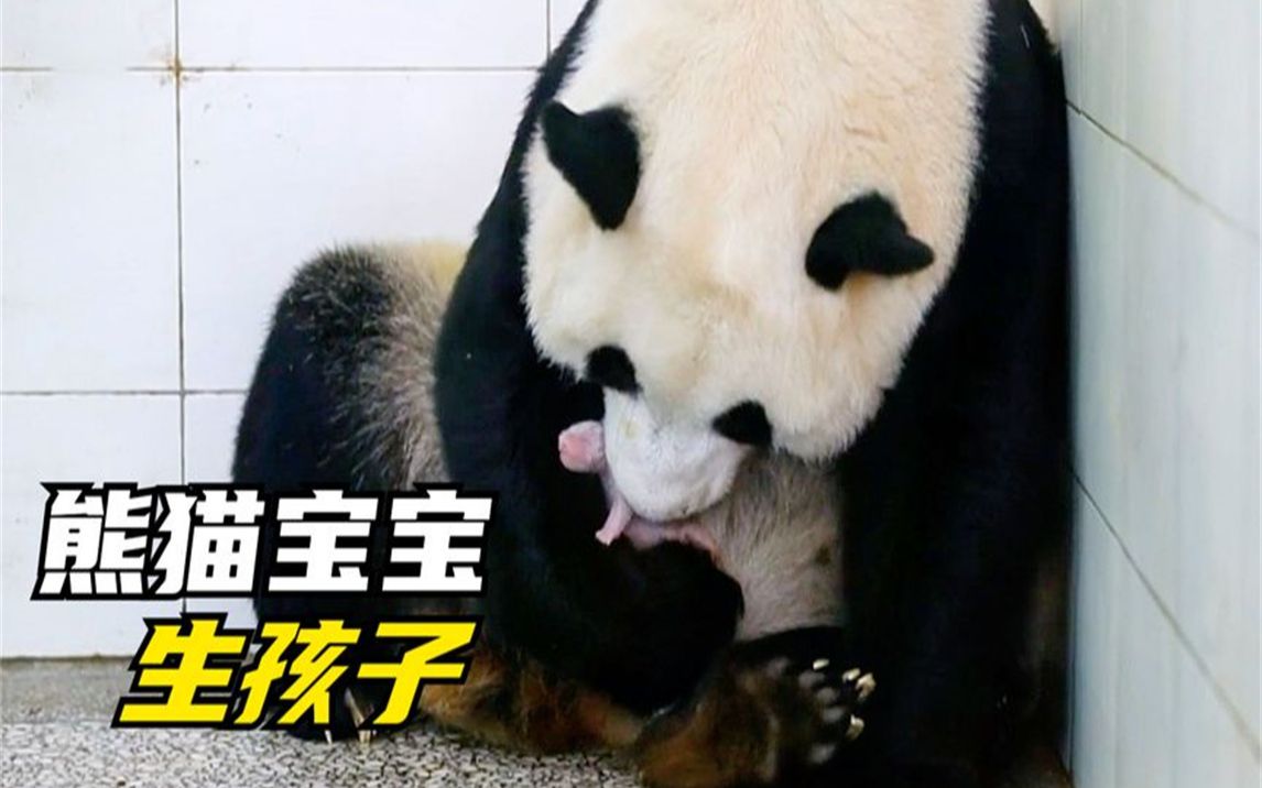 3天才生出1只孩子,熊猫生孩子有多困难?刚生出的孩子只有老鼠大