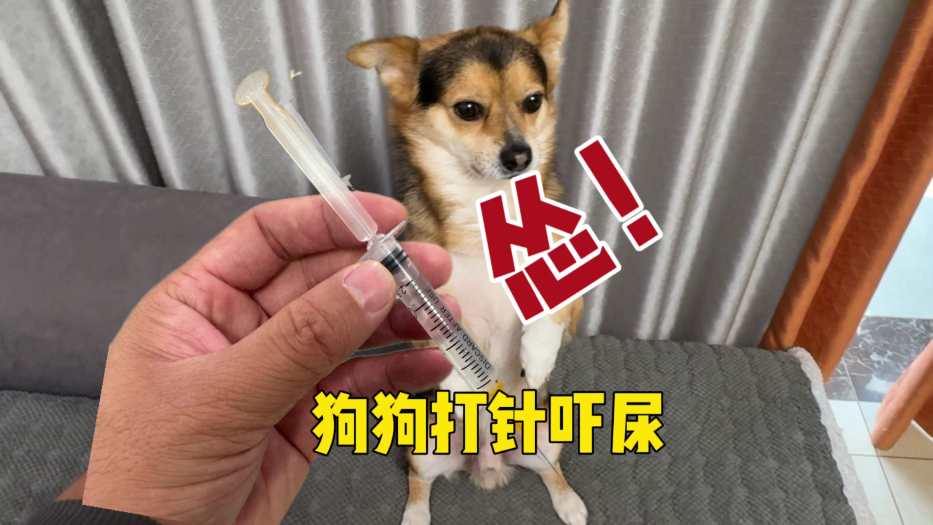 主人给狗狗打针,看到针管那一刻,狗狗的反应笑得人肚疼