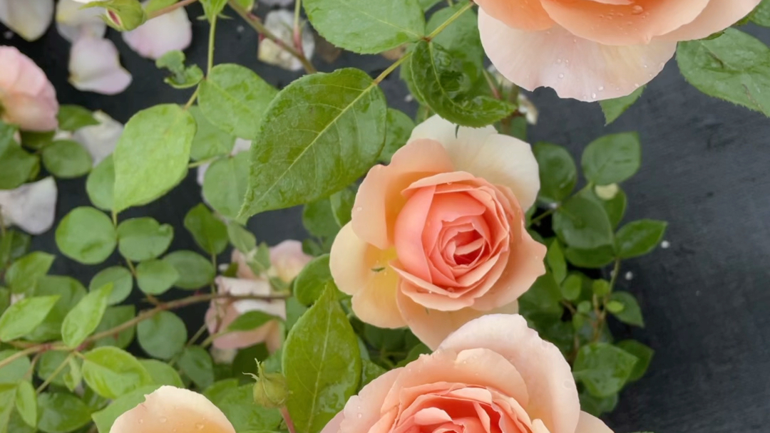 人间天堂一款丰花的灌木月季,橙色的超大花,开花特别勤,还带有浓烈的