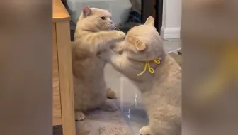 “小奶猫不可以打架！！！”