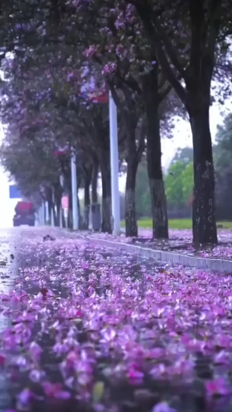 [图]雨后的花在这地面成不了养分