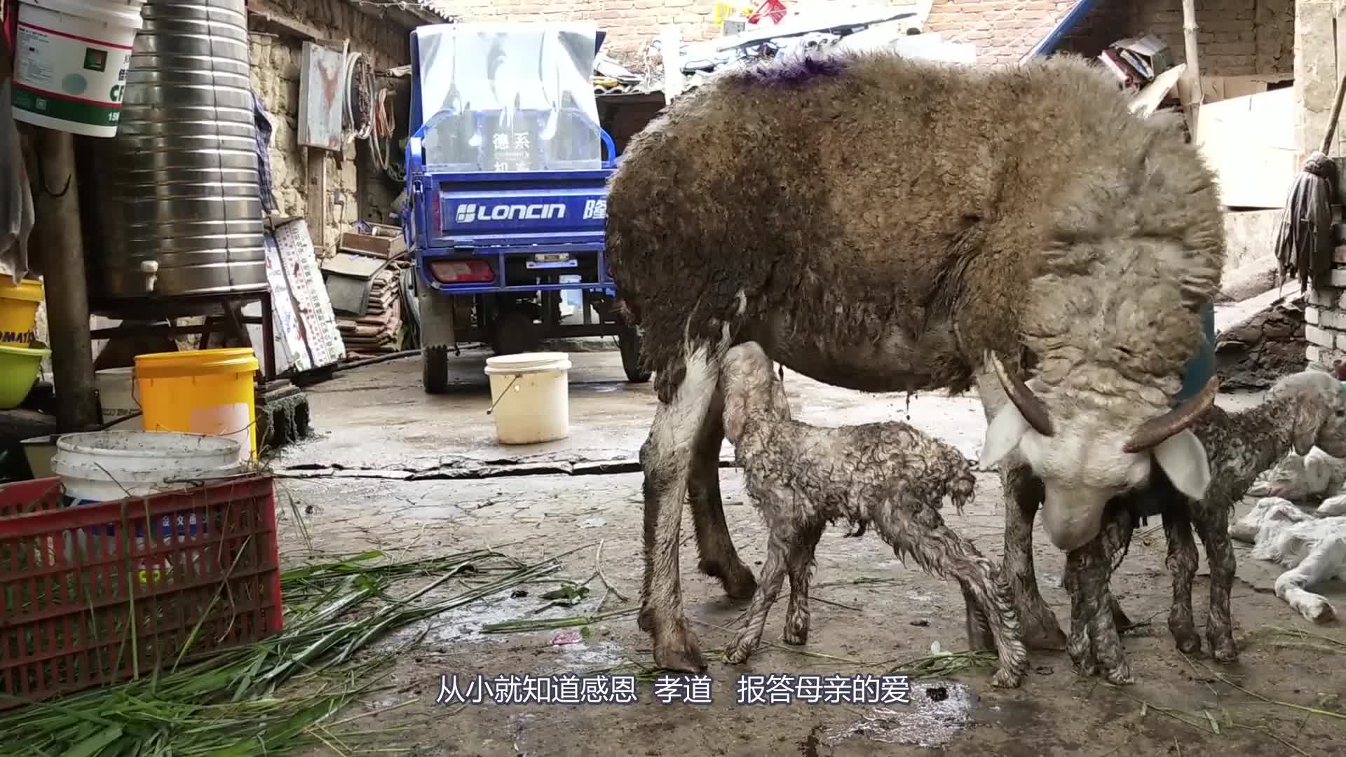 农民大爷养殖山羊,年收入比打工强10倍,说出真实利润,你信吗?bydqawsb哔哩哔哩bilibili