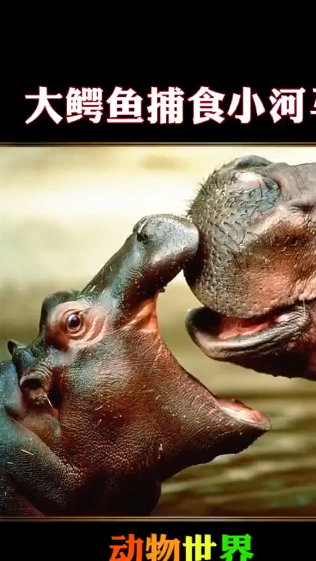 虎女王"桑达莉"约会巨兽虎王""萨林"!