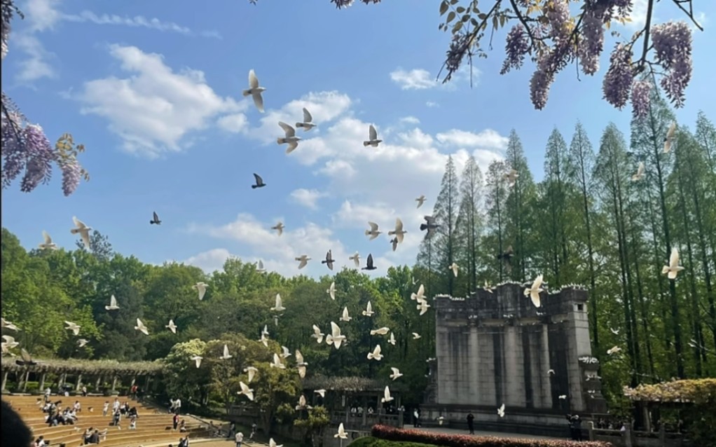南京鸽子广场图片