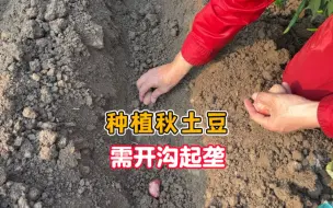 Download Video: 种植秋土豆，需开沟起垄