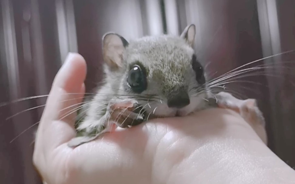 【大眼飞鼠】我已经是一只废鼠了,不想嗑坚果,只想趴着发呆.