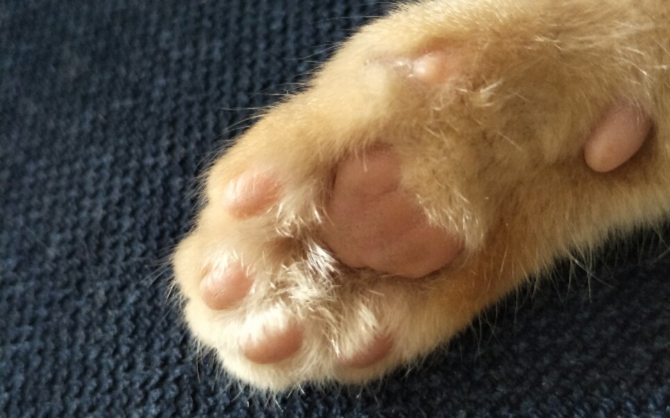 【橘猫】肥嫩小爪子,怎么做才好吃?