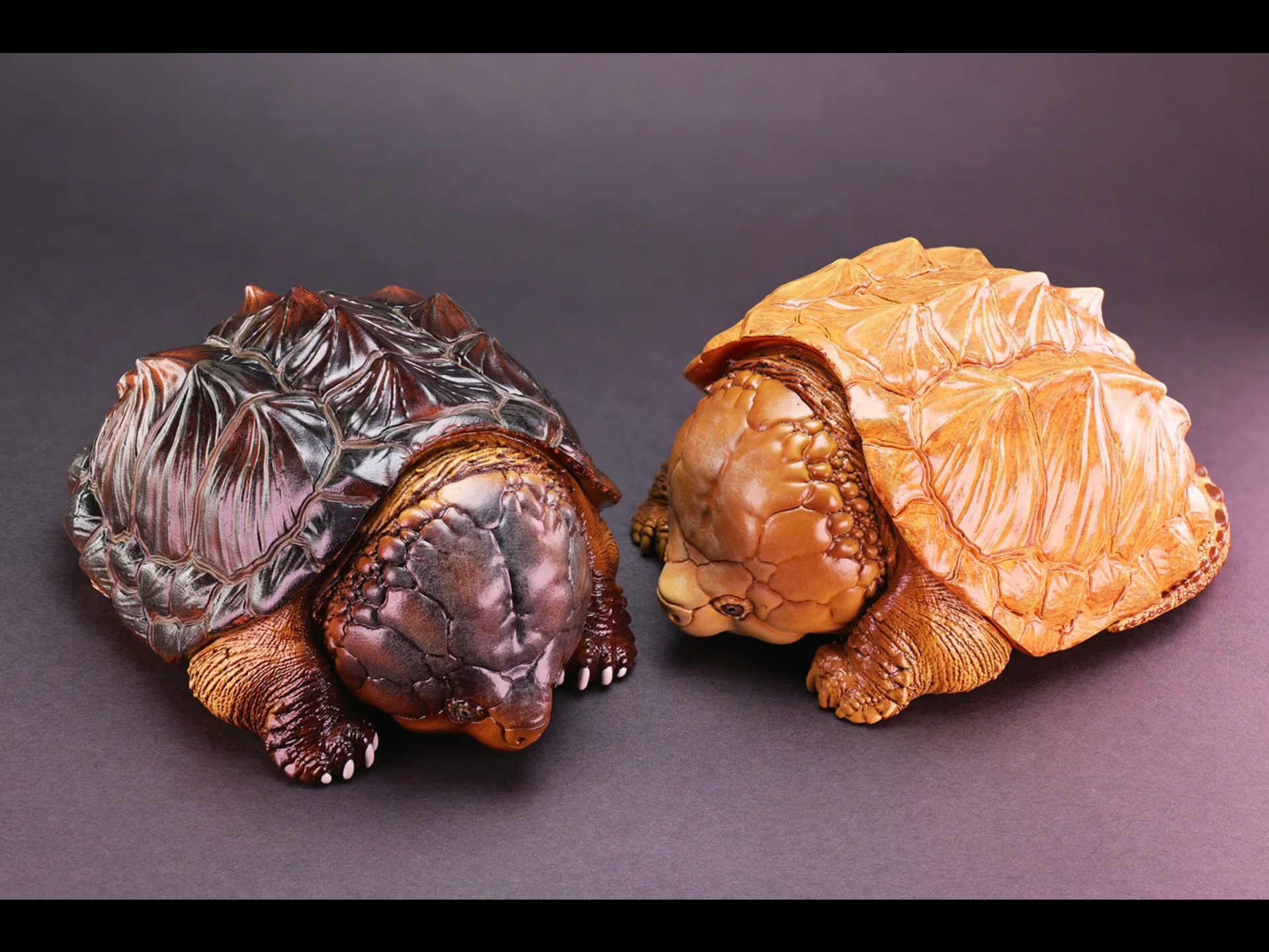 心宽体胖第一弹!梦幻的元祖真鳄龟