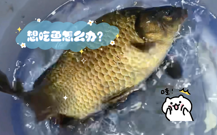 想吃鱼怎么办?