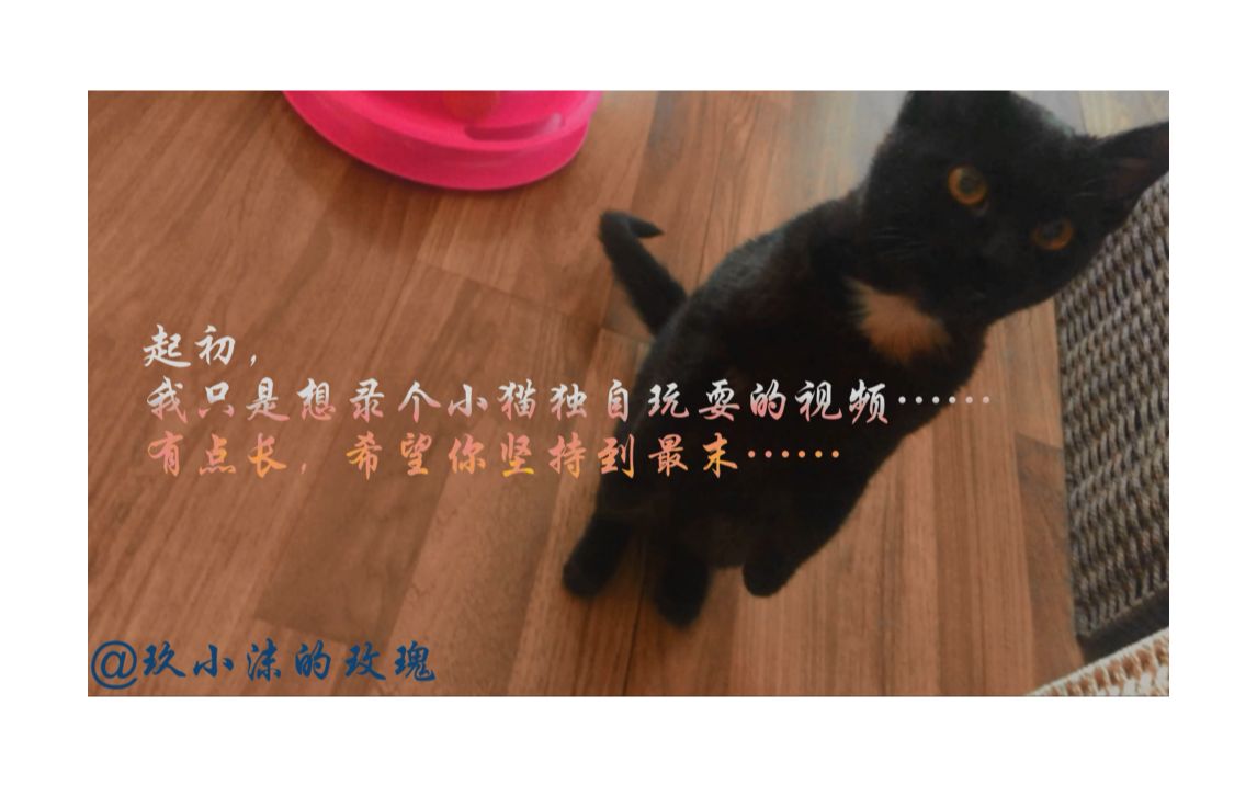 小猫黏人:纵使铲屎的推开我一万遍,我也得扑上去亲!5技能:蹭头亲亲卧倒使劲儿蹭使劲儿亲!| B站最黏人小猫实名演绎抛下玩具也要蹭手碰瓷哔哩哔哩...