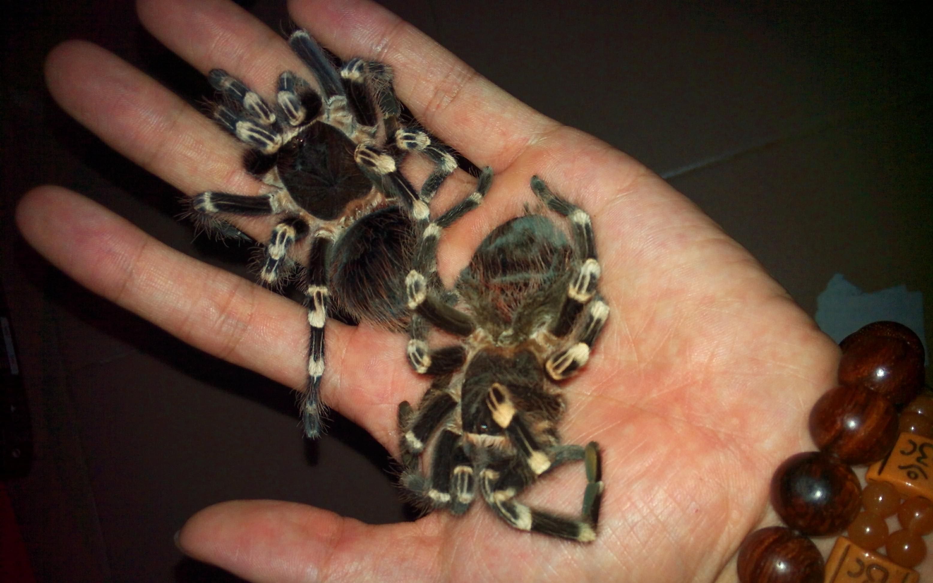 「捕鸟蛛」五杀失败的白膝头