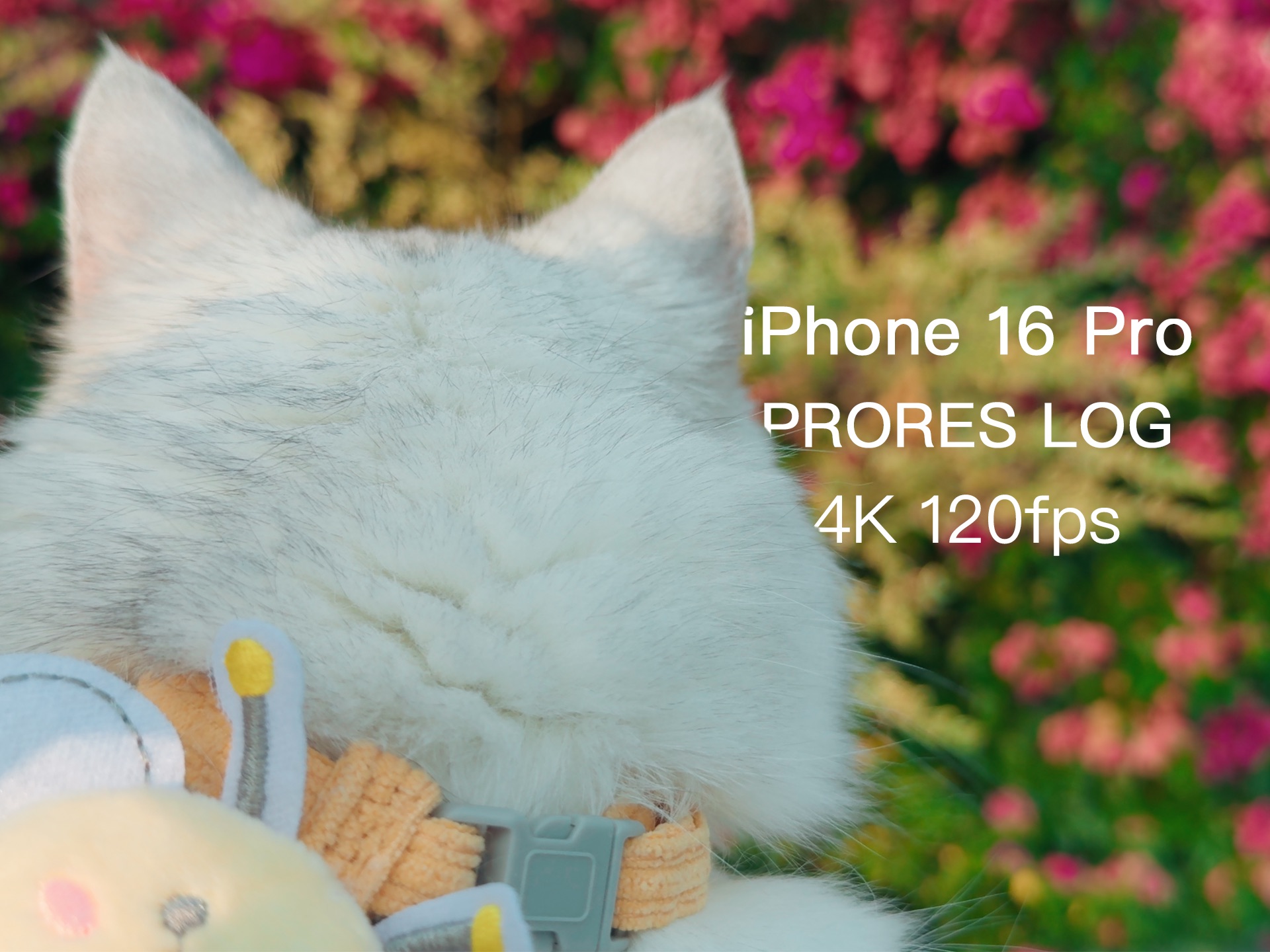 iPhone16Pro手持拍摄丨小猫的悠然时光丨治愈系小短片丨AppleLog丨4K120fps哔哩哔哩bilibili