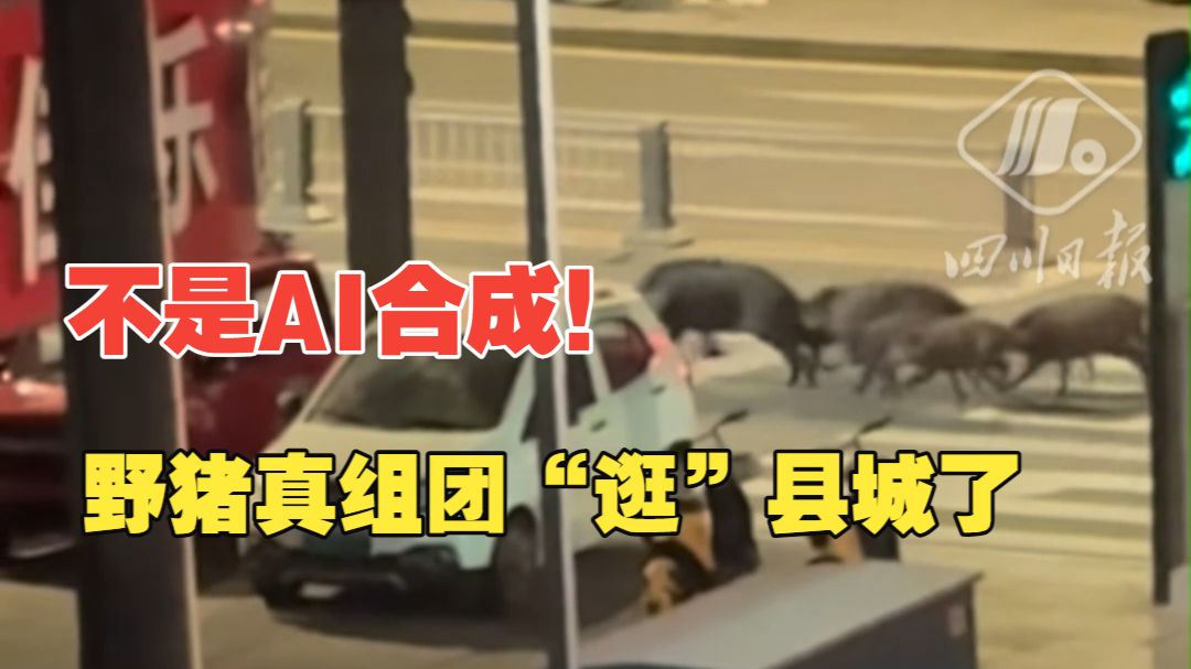 网传野猪组团“逛”四川南部县城，当地回应：情况属实，目前正启用热成像无人机搜寻