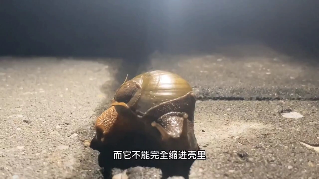 [图]介于蜗牛和蛞蝓之间的生物