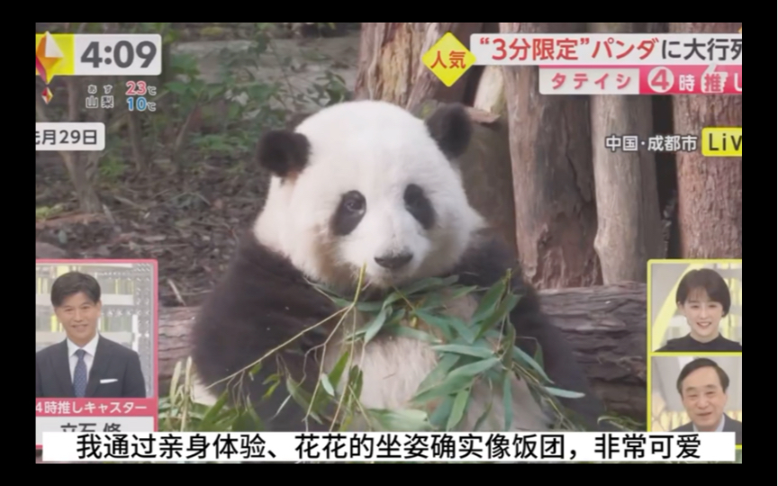 日本电视台又双叕报道花花了,劳动节的花花也努力治愈两脚兽啦~哔哩哔哩bilibili