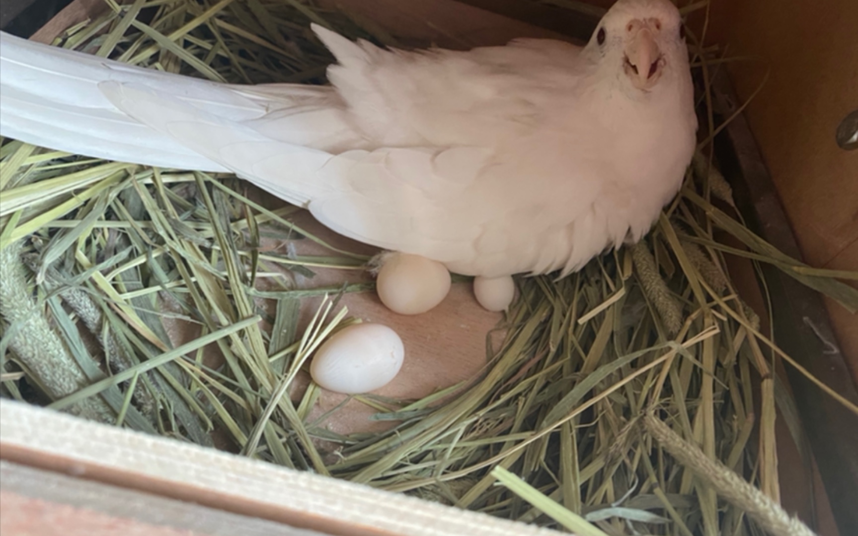 玄凤鹦鹉下蛋了