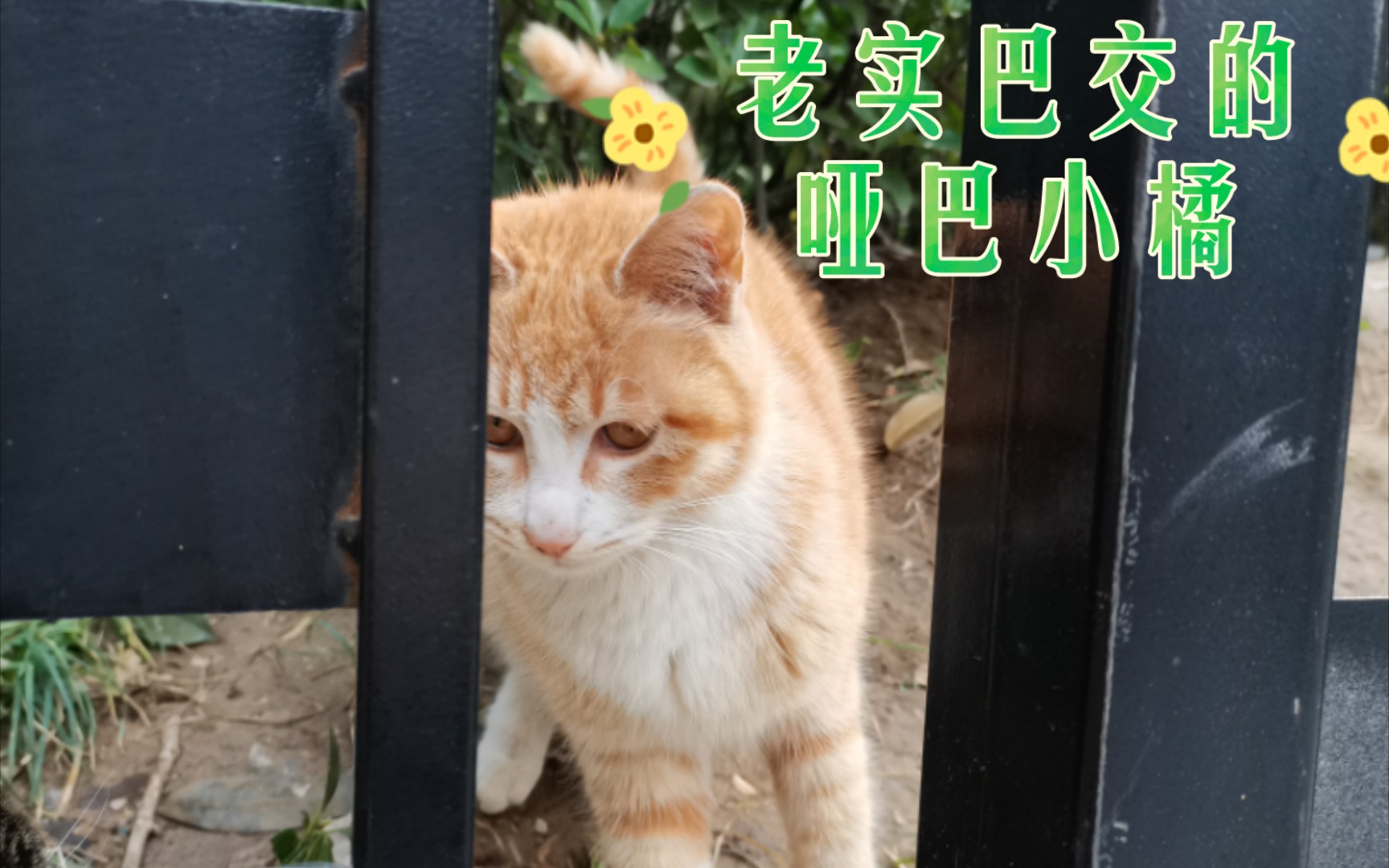 一群流浪猫里总有那么一个不爱叫的小哑巴