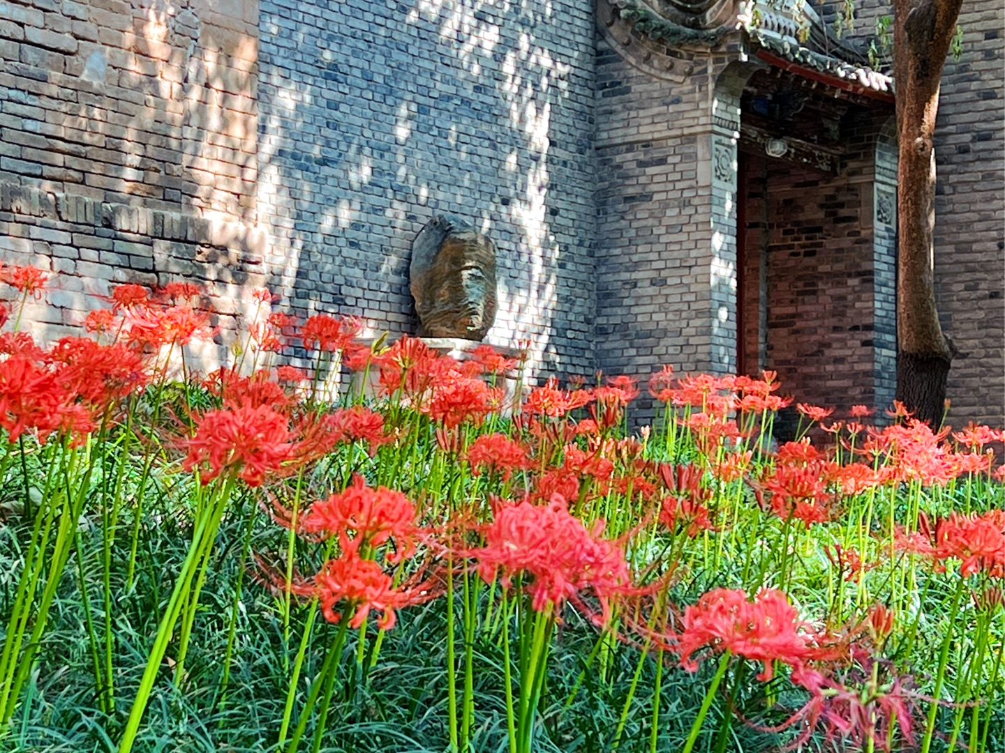 赏花,撸猫,喂鸽子,大兴善寺赏彼岸花攻略!哔哩哔哩bilibili