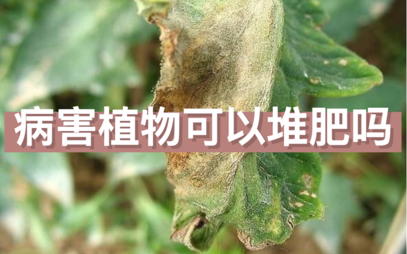 病害植物如何判断能否用来堆肥——浅谈植物病菌寄生性问题哔哩哔哩bilibili