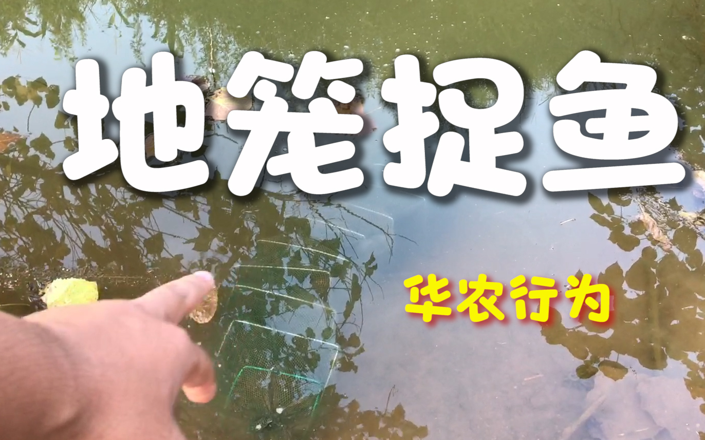 【华农行为】用地笼捕鱼
