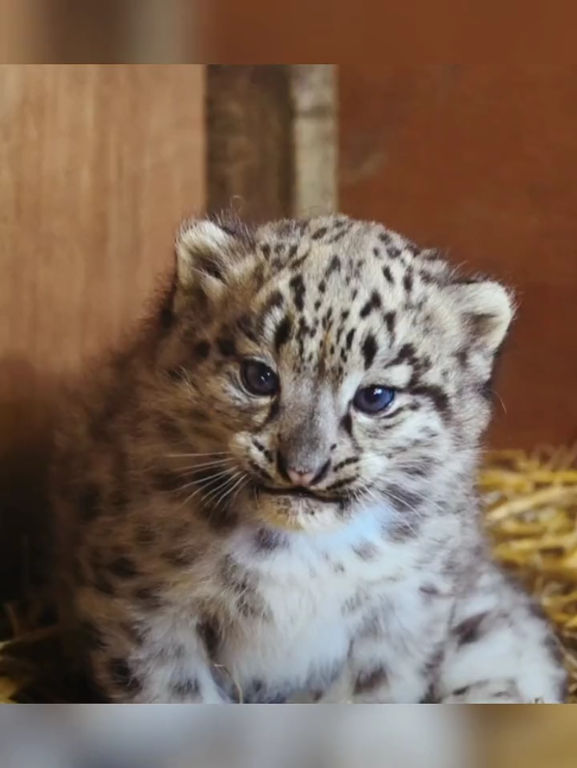 小雪豹真的好可爱
