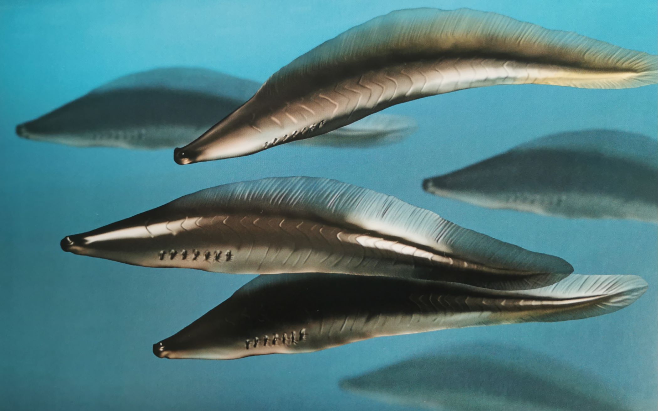 【脊索(脊椎)动物】认祖归宗!谁是世界第一鱼今日揭晓!