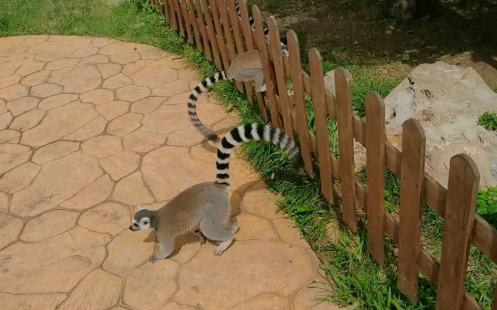 扬州茱萸湾的大尾巴老鼠94