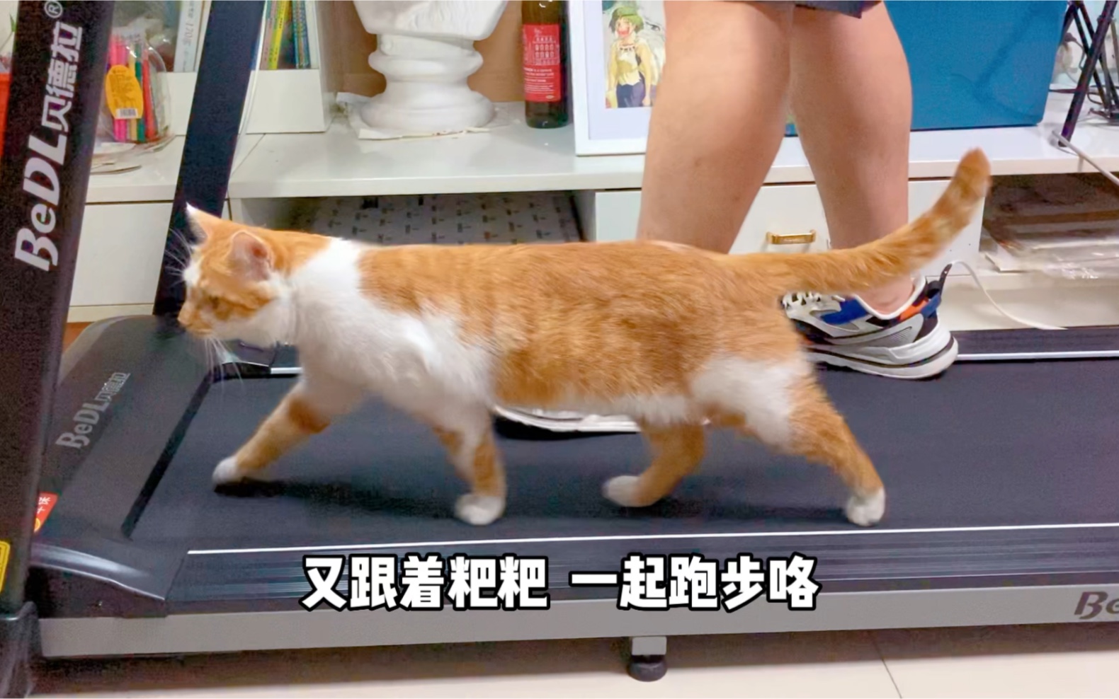 在跑步机上自由奔跑的小猫咪~哔哩哔哩bilibili