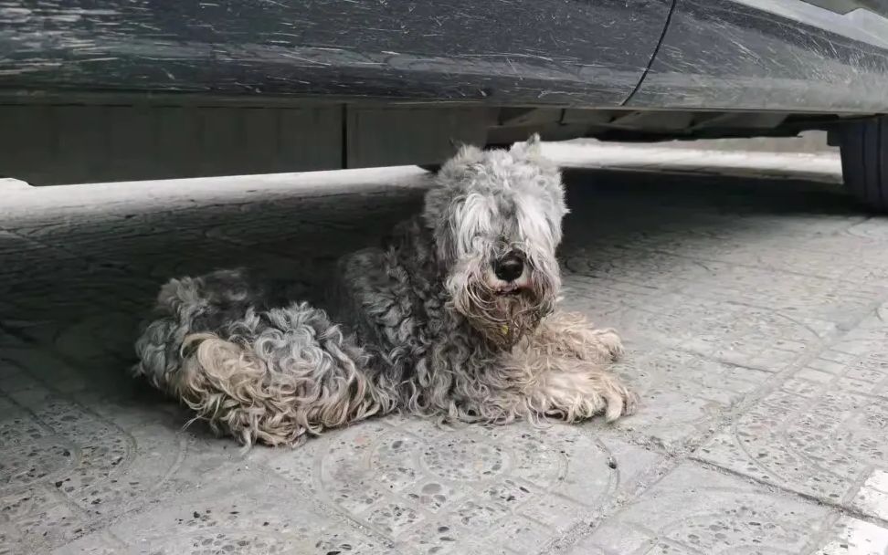 捡到流浪老年没牙雪纳瑞,负担再重也会负责到底