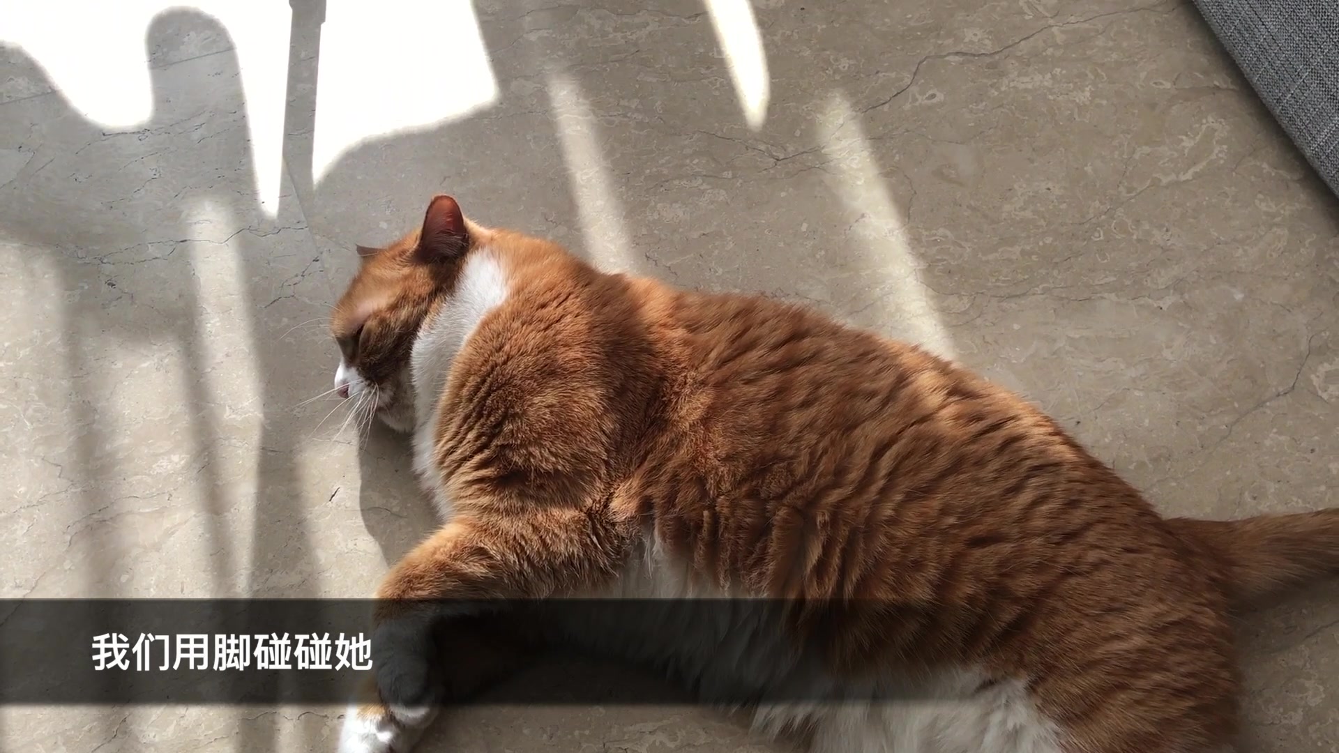 papi酱的大小咪大咪小咪的午休时间来自姜阿姨的现场报道