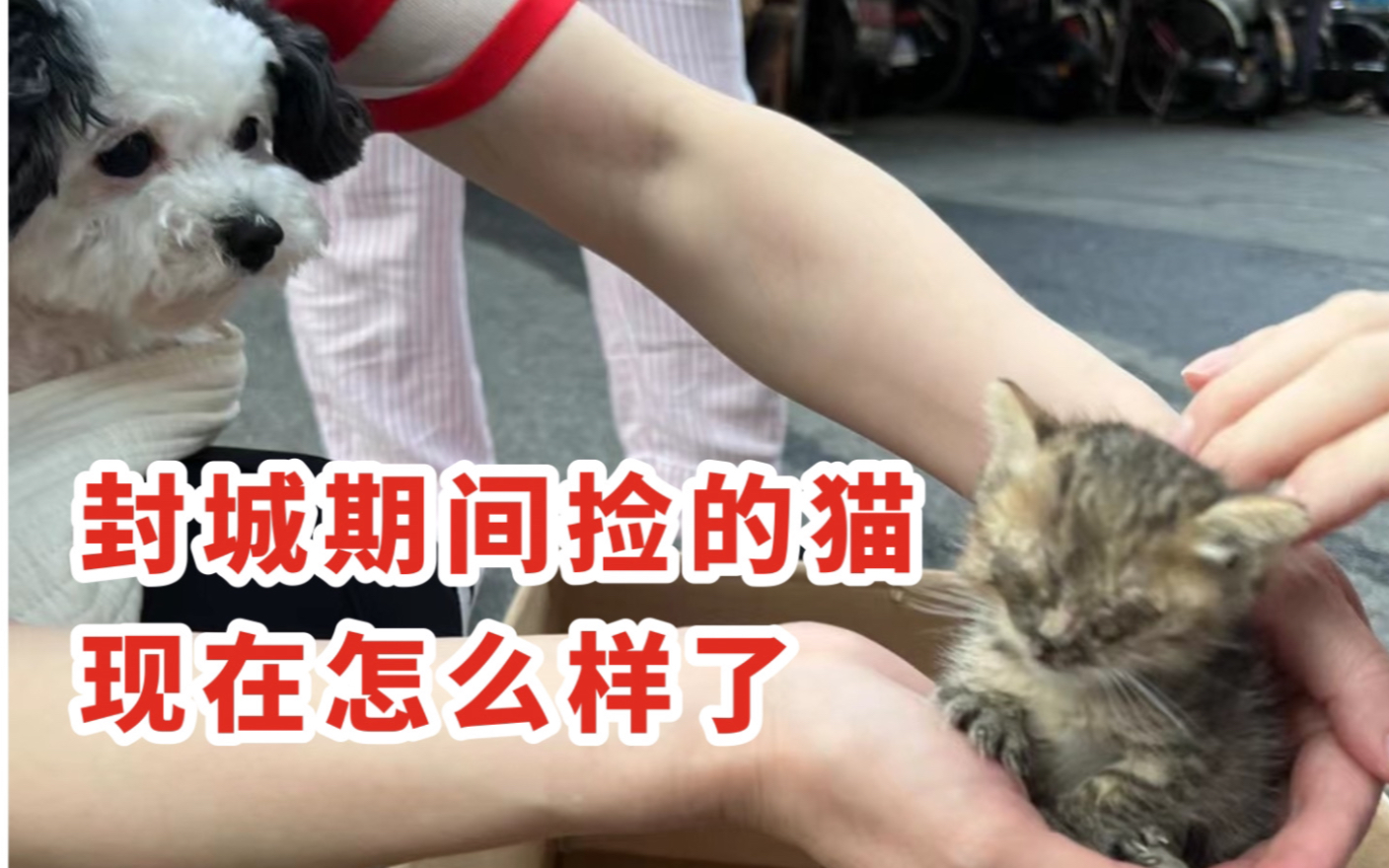 [图]凭本事刷到后续！养大一只医生都说救不活的猫真的很骄傲！