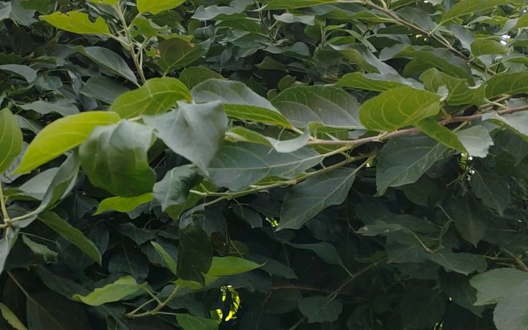 我爸剪枝失误,导致今年沙果树挂果的枝儿不剩多少,心痛